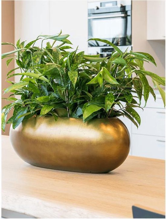Maxim plantenbak goud breed Lage brede raamkozijn plantenbak metallic... | bol.com