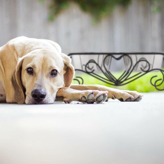 Relaxdays dubbele hondenvoerbak, op pootjes, voor grote honden, 2 voerbakken van rvs, elk 800 ml, drinkbak, zwart/zilver