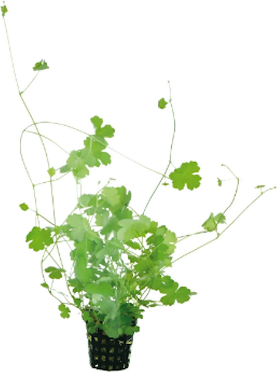 Aquafleur Hydrocotyle Tripartita | Japanse waternavel | in 5 cm pot P5 Pot