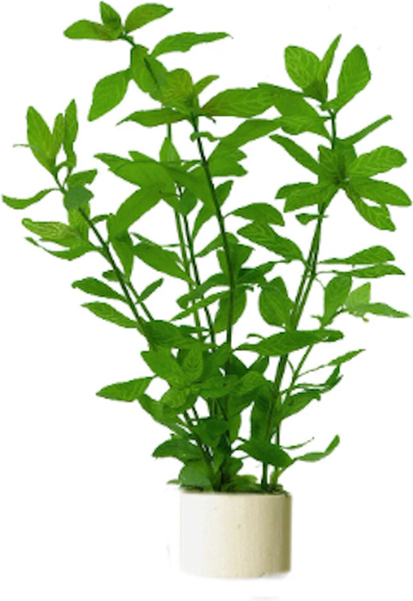Aquafleur Hygrophila Rosae Australis | In Terracotta Ring Tot 20CM