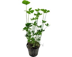 Aquafleur Marsilea Crenata | Klavertje Vier | in 5CM Pot