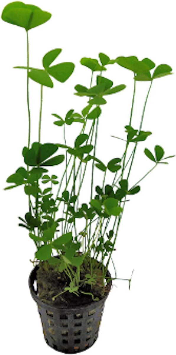 Aquafleur Marsilea Crenata | Klavertje Vier | in 5CM Pot