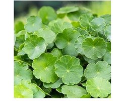 Moerings Hydrocotyle Vulgaris | Waternavel | In 9CM pot