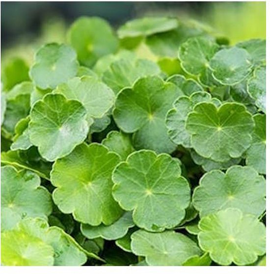 Moerings Hydrocotyle Vulgaris | ombelle | En pot de 9CM