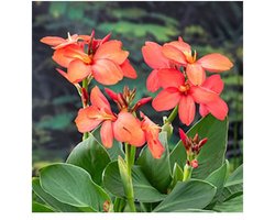 Moerings Canna Cleo | Bloemriet | In 18CM Mand Kant en Klaar