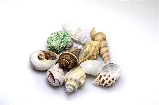 Hobby Shells Hobby Decoratie Sea Shells Set M 10 Stuks | bol
