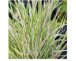 Moerings Phalaris Arundinacea Picta | Bont Rietgras | In 9CM pot