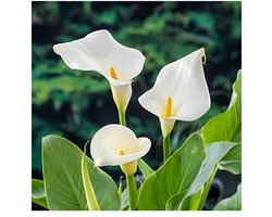 Moerings Zantedeschia Aethiopica | Moeras aronskelk | In 18CM Mand Kant en Klaar