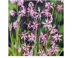 Moerings Lychnis Flos-Cuculi | Echte Koekoeksbloem | In 18CM Mand Kant en Klaar