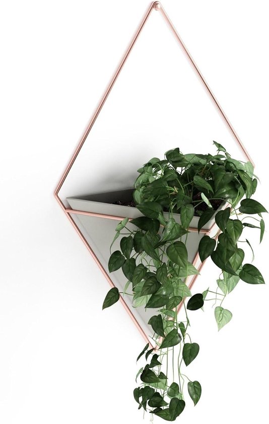 Zelf een gesloten planten terrarium maken: deze planten zijn geschikt - MAX Vandaag