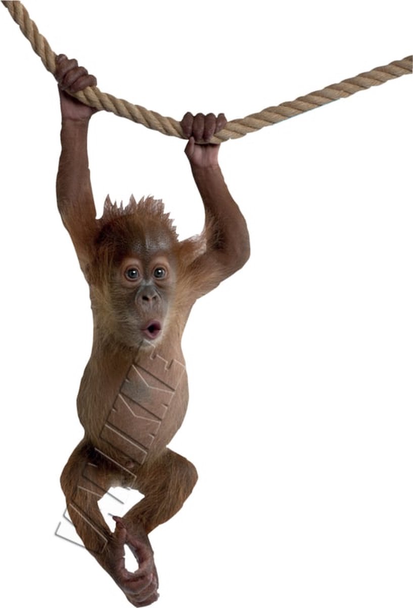Muursticker Orang Oetan XL