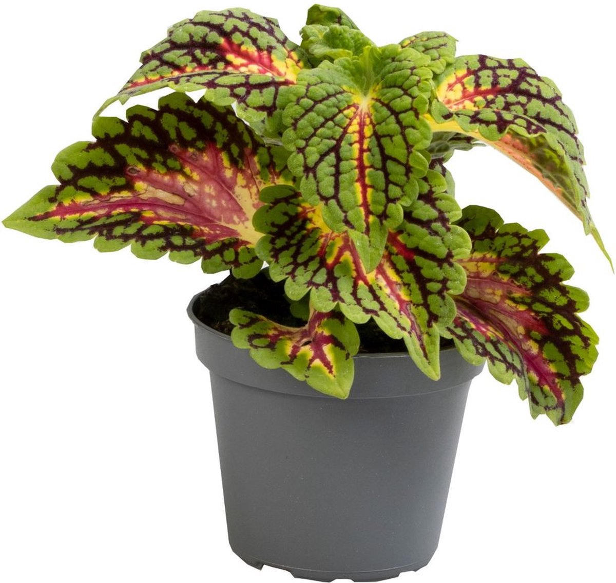 Goed & Groen - Coleus Spacecake - ↨ 8cm - Potmaat 6 - Exclusieve Kwaliteit Planten - Kamer Plant - Kamerplanten - Sfeer - Interieur