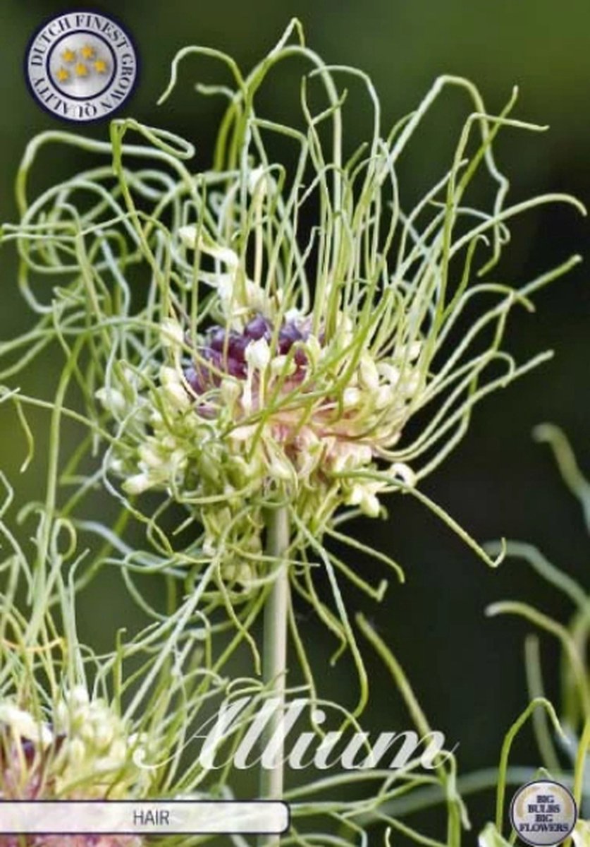 Hair Allium Bloembollen 10 stuks bolmaat 5/6