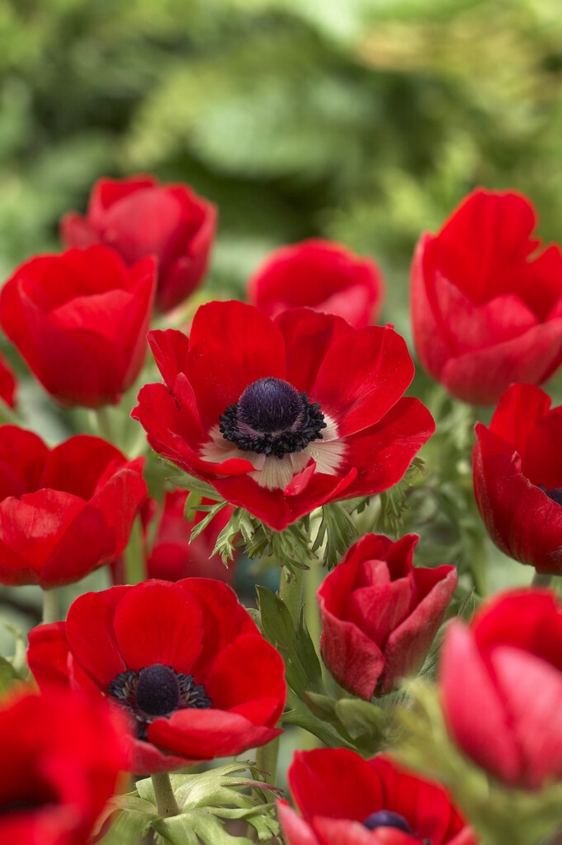 Anemone Hollandia | 15 stuks | Tuinanemoon