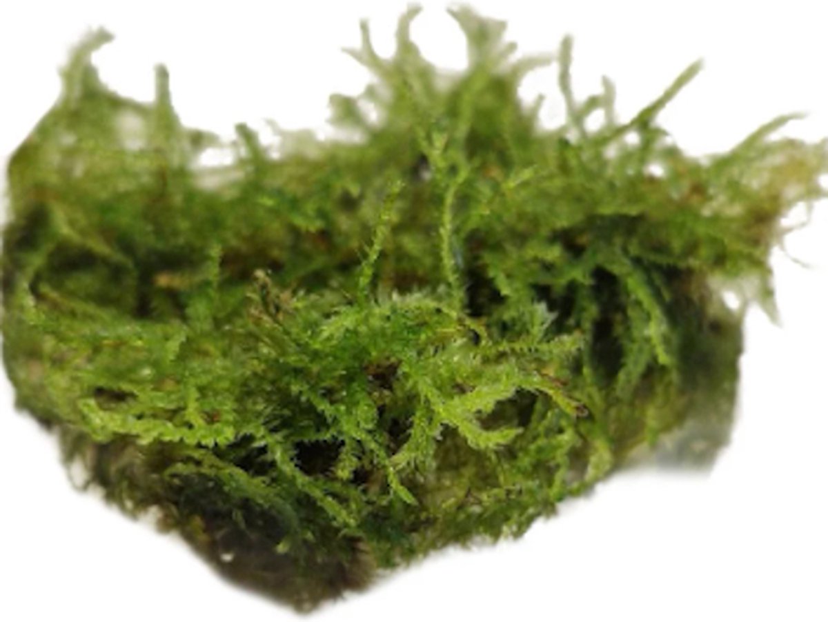 Easy Grow Vesicularia Montagnei | Christmas mos | in vitro cup