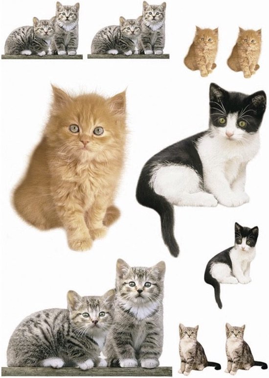 Komar - Muursticker - Katten - Zelfklevend - Muurdecoratie - Stickers - 50 x 70 cm