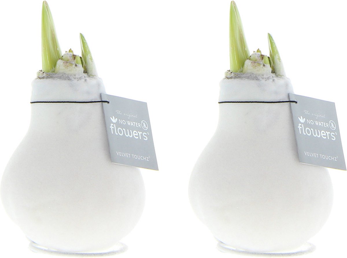 Bloomique - Set van 2 - Amaryllis Bol in Wax - Witte Fluwele Coating - Bloembol - No Water Flowers - Kerstversiering - Hoogte 15-25 cm bij Levering - Groeit tot 40-60 cm - 10 cm diameter