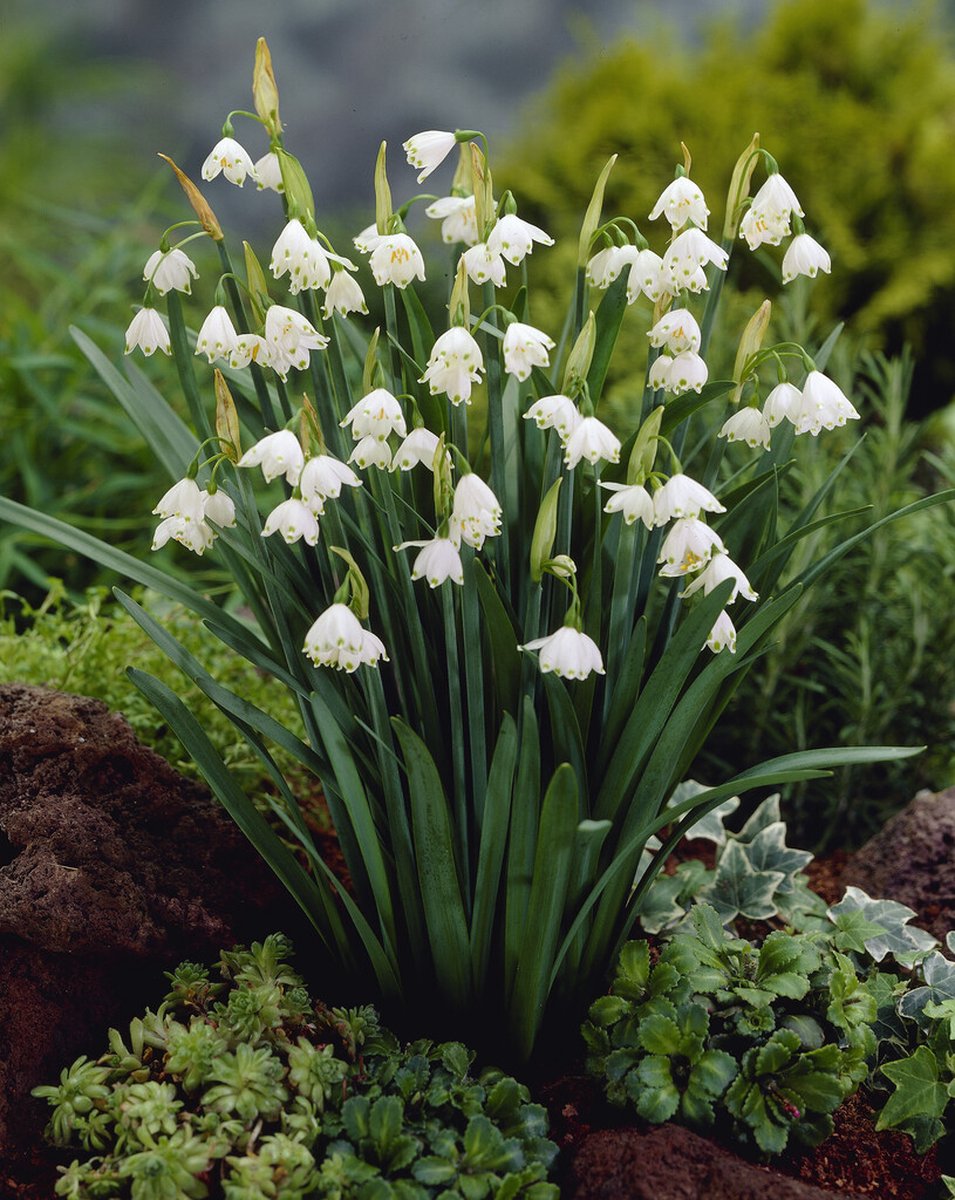 Leucojum Aestivum | 10 stuks | Zomerklokje