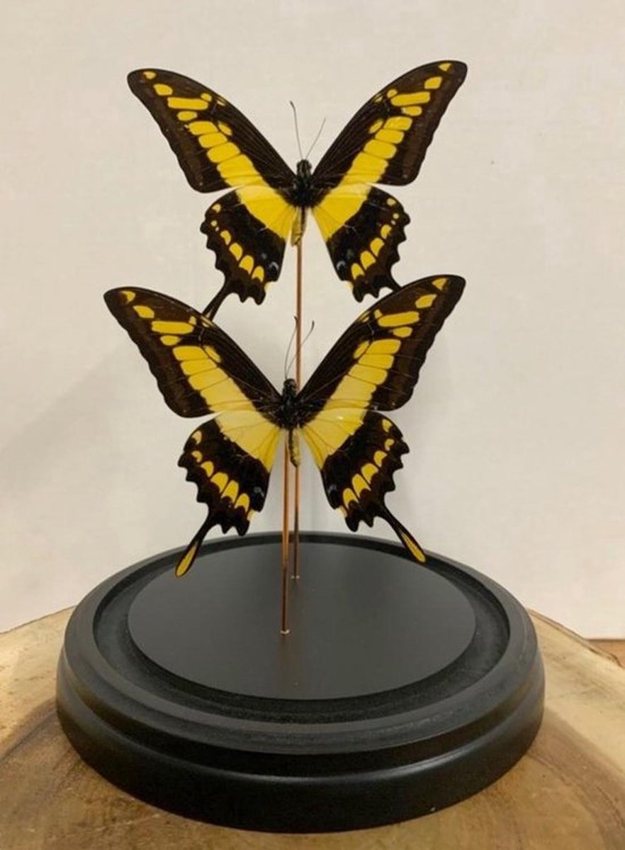 Opgezette Vlinders in Stolp - Vlinder In Glazen Stolp - Vlinderstolp Glas - Bruin - 23 cm