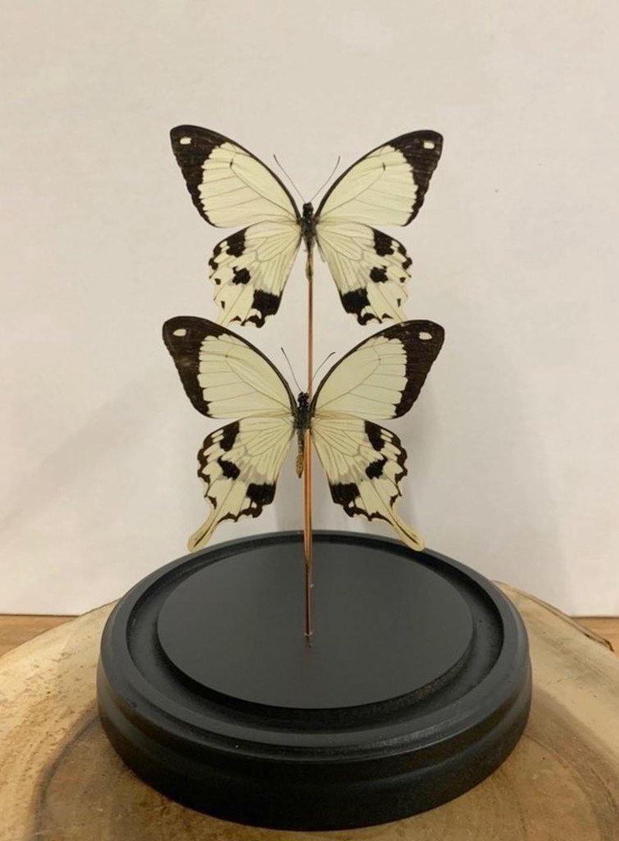 Opgezette Vlinders in Stolp - Vlinder In Glazen Stolp - Vlinderstolp Glas - Bruin - 30 cm