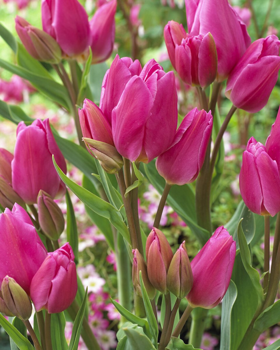Tulipa Happy Family | 10 stuks | Tulpenbollen