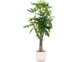 Pachira Aquatic (geldboom) en witte pot - 160 cm hoge Kamerplant perfect voor thuis en op kantoor