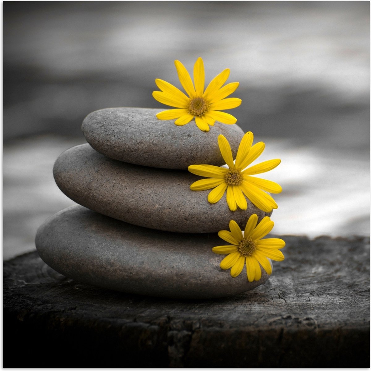 Poster 100x100 cm - Zen stenen - Bloemen - Geel - Natuur - Posters - Wanddecoratie badkame