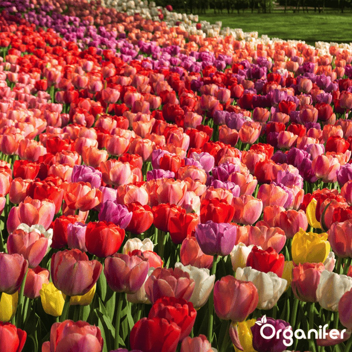 Tulp darwin hybrid mix 15 bollen - Bloembollen Kopen? | Goedkoop