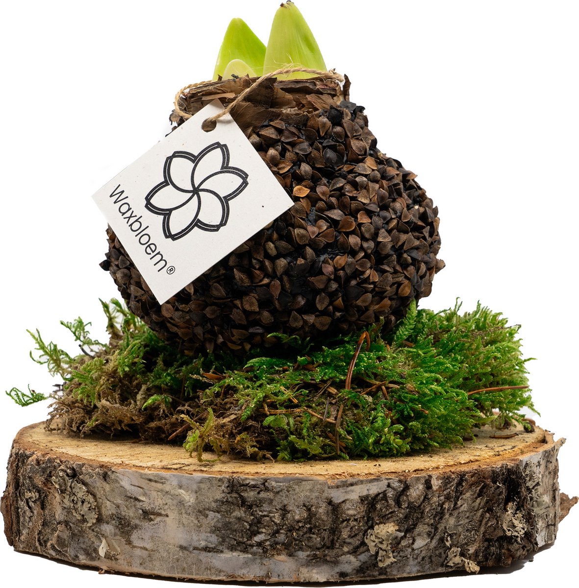 Waxbloem® | Wax Amaryllis | Natuur | Hout | Op houten schijf met mos