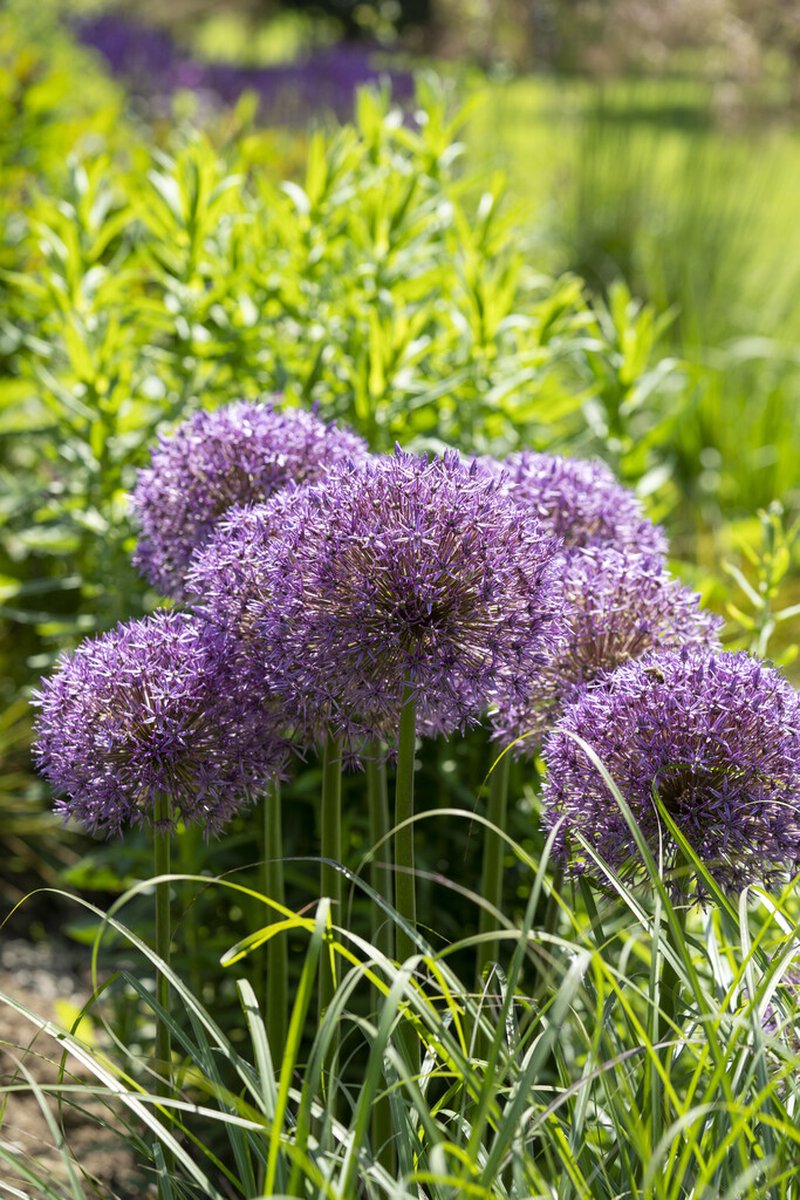 Allium Globemaster | 1 stuk(s) | Sierui | Alliumbol