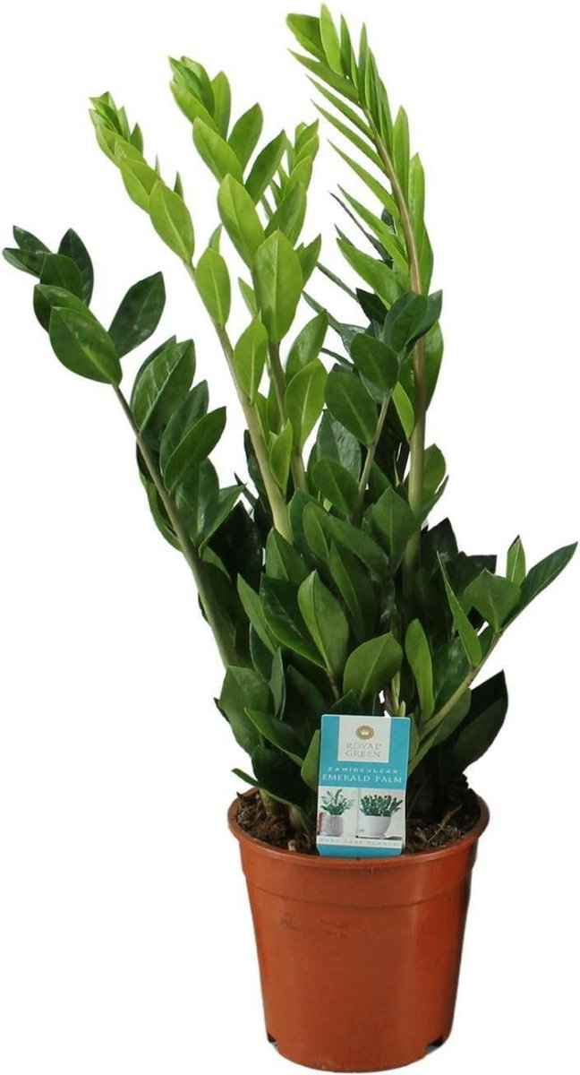 Zamioculcas Zamiifolia - 65 cm -Ø17 Groene Kamerplant -