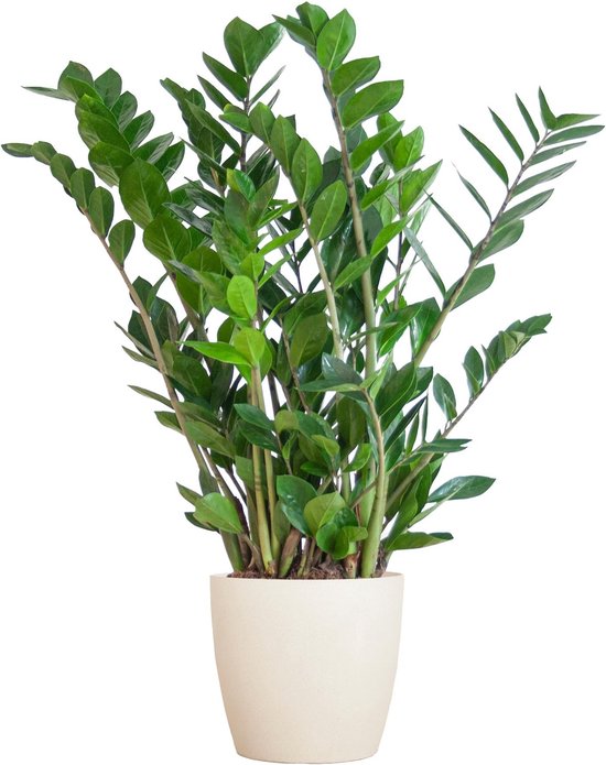 Zamioculcas Zamiifolia met Viber wit - 80cm - Ø21