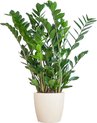 Zamioculcas Zamiifolia met Viber wit - 80cm - Ø21