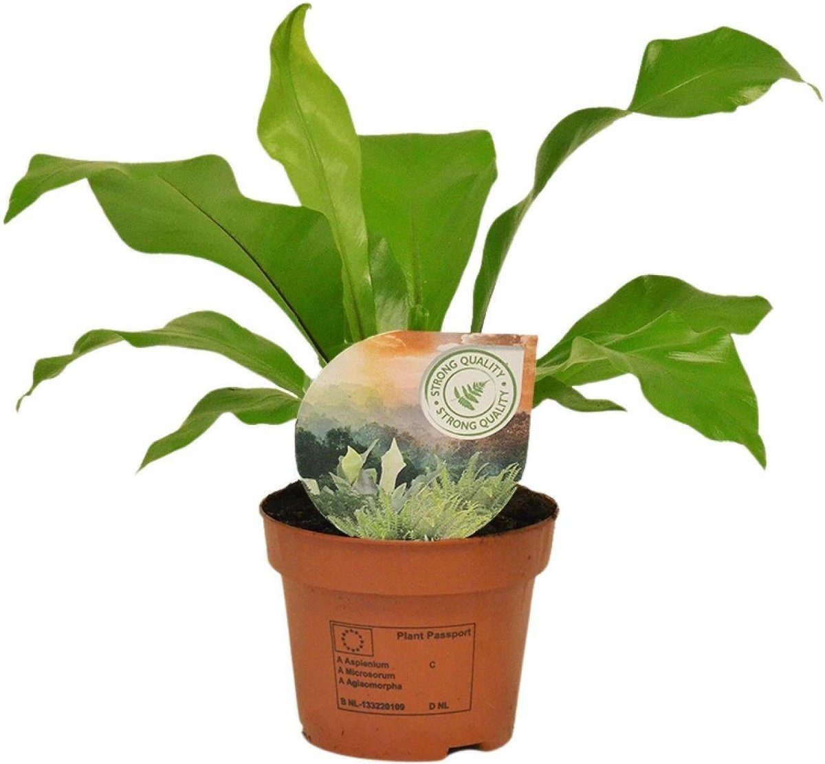 Asplenium nidus vogelnestvaren - kamerplant groen - 35 cm - potmaat 12 cm luchtzuiverend Tropische kamerplant