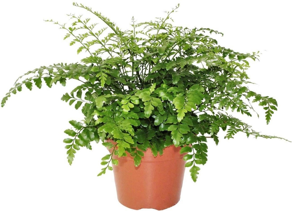 Asplenium Parvati - Prachtige Spleenwort -30cm -Ø17 Groene Kamerplant