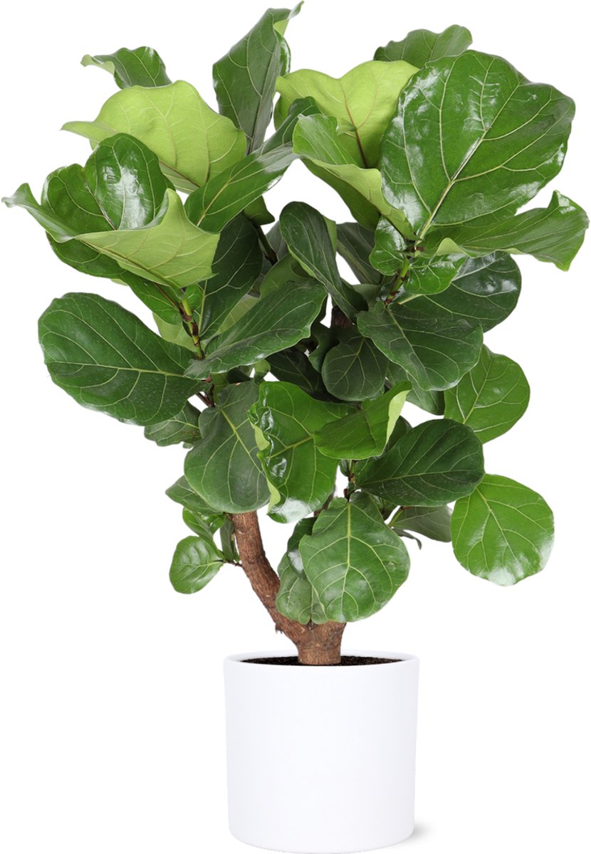 Green Harmony | Ficus Lyrata (vertakt) Ø24cm 110cm in Era WIT pot