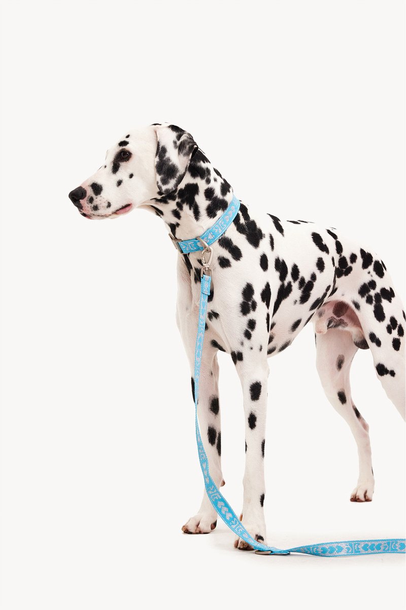 Dogguo Leash - Hondenriem - 23 cm Blauw Zilver Voor Grote Honden