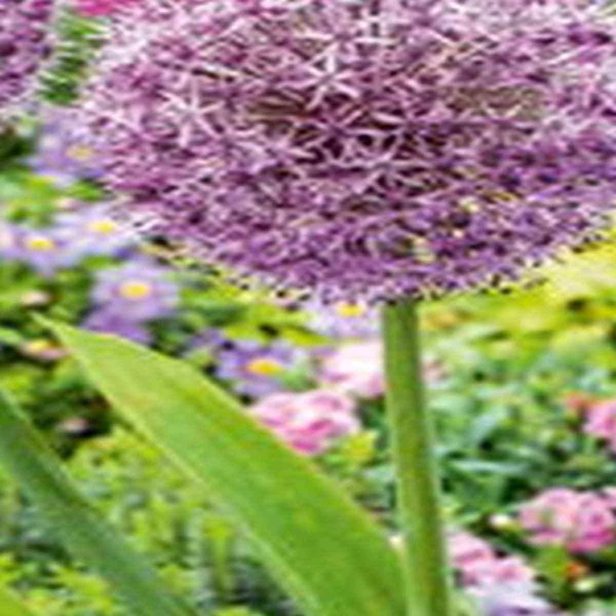 JUB - Allium party balloons