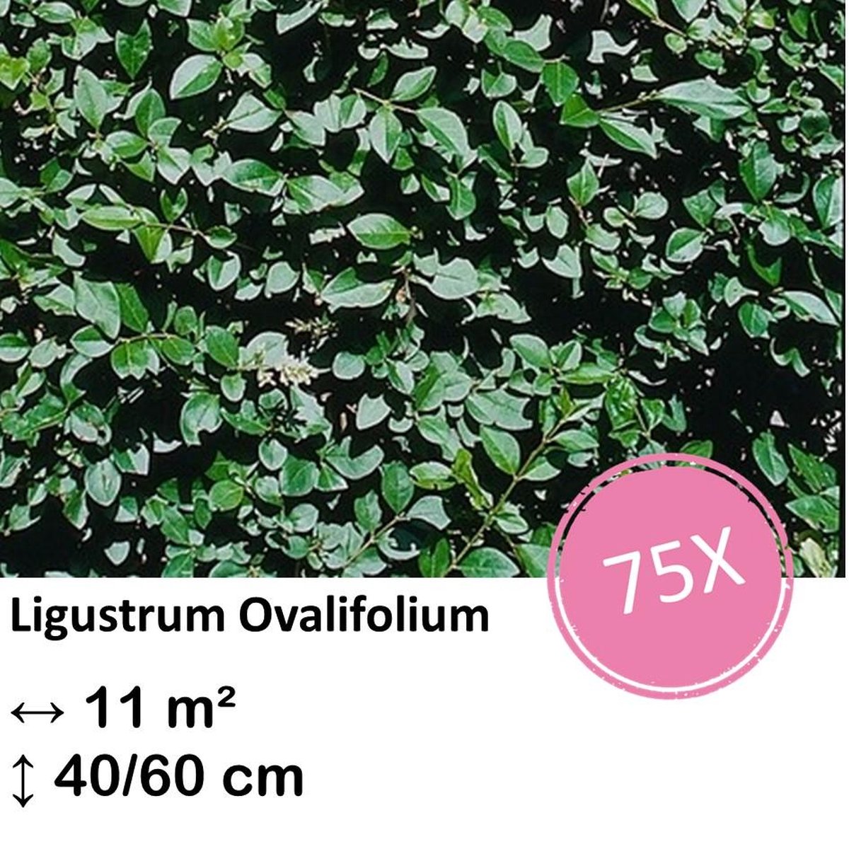 Green Harmony| Ligustrum Ovalifolium - Kale wortel