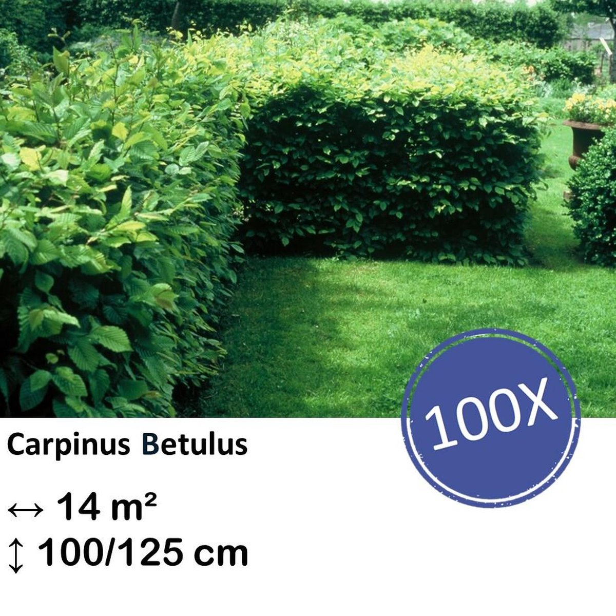 Green Harmony| Carpinus Betulus - Kale wortel