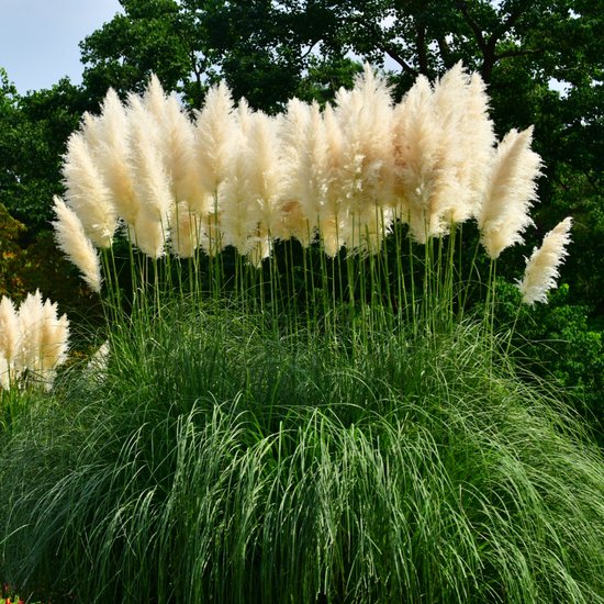 Foto: Cortaderia selloana white feather pampasgras