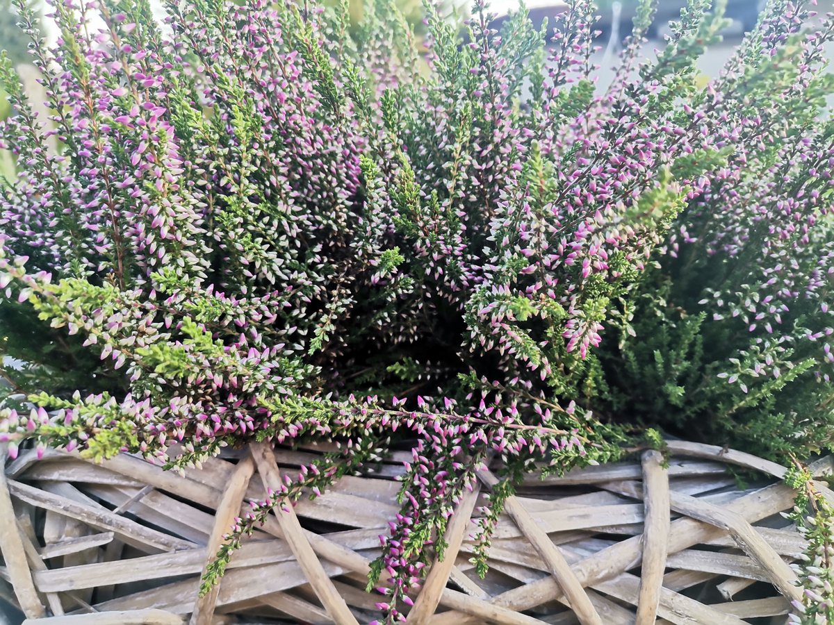 3x Calluna garden girls