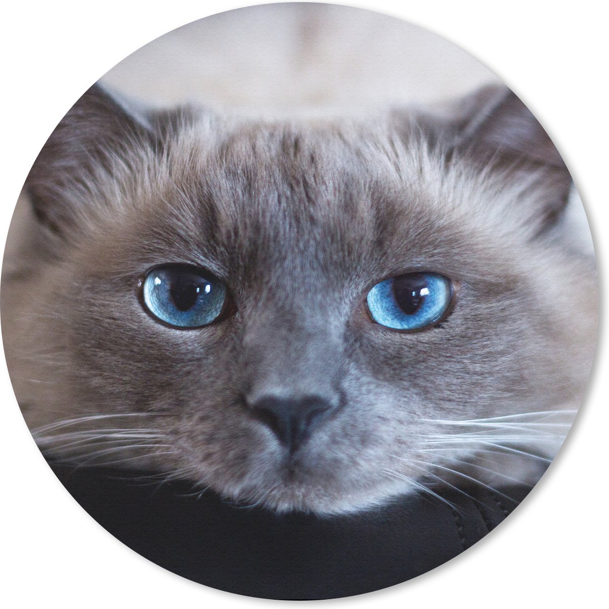 Muismat rond 20x20 cm - Mousepad Kat - Grijs - Close up - Ronde muismatten