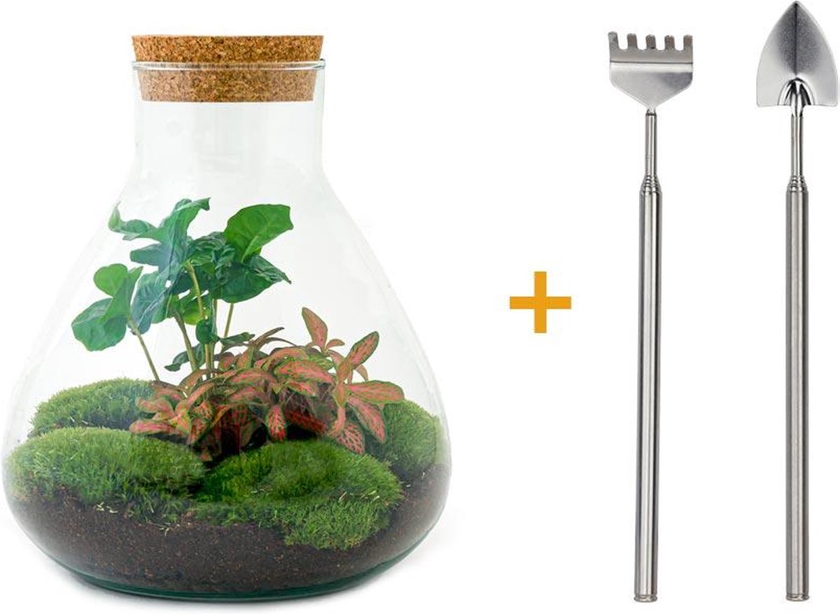 Green Harmony | DIY terrarium - Sammie Coffea -  26 cm