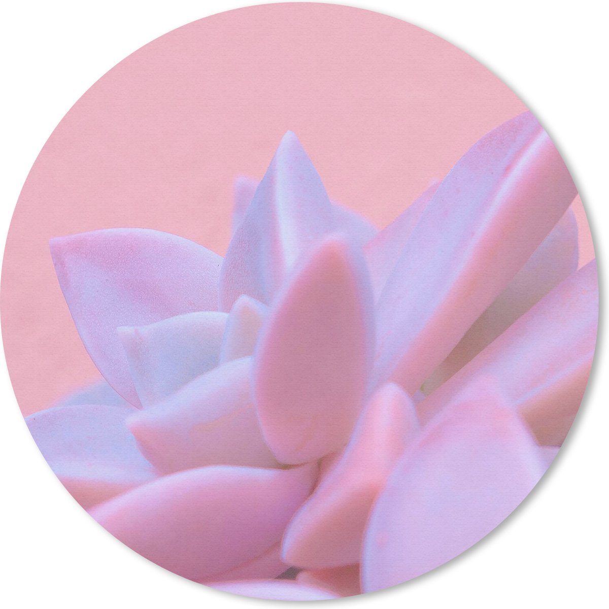 Muismat rond 20x20 cm - Mousepad Vetplant - Zomer - Roze - Planten - Ronde muismatten