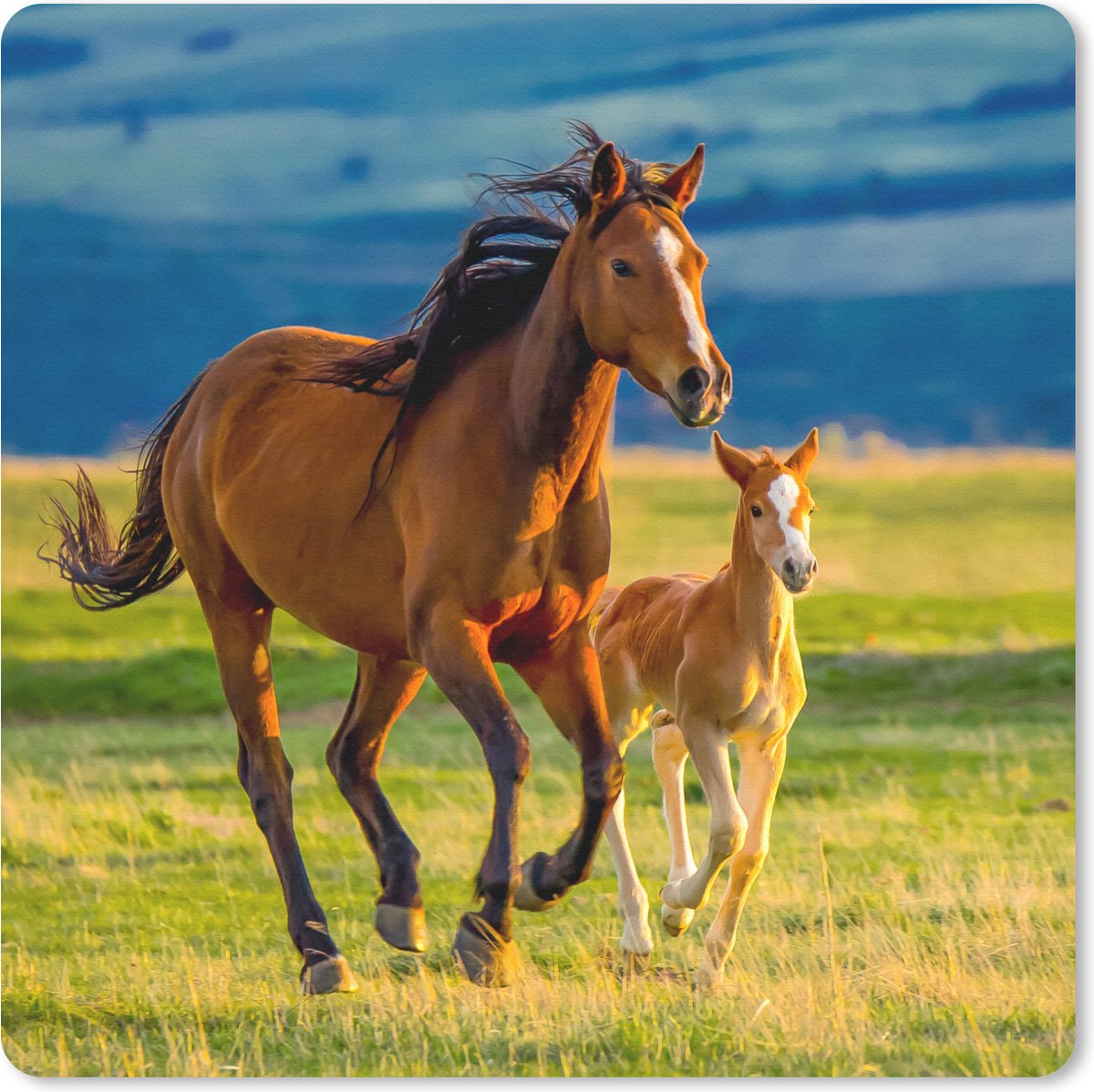 Muismat 30x30 cm - Mousepad Paarden - Gras - Dieren - Landschap - Natuur - Muismatten