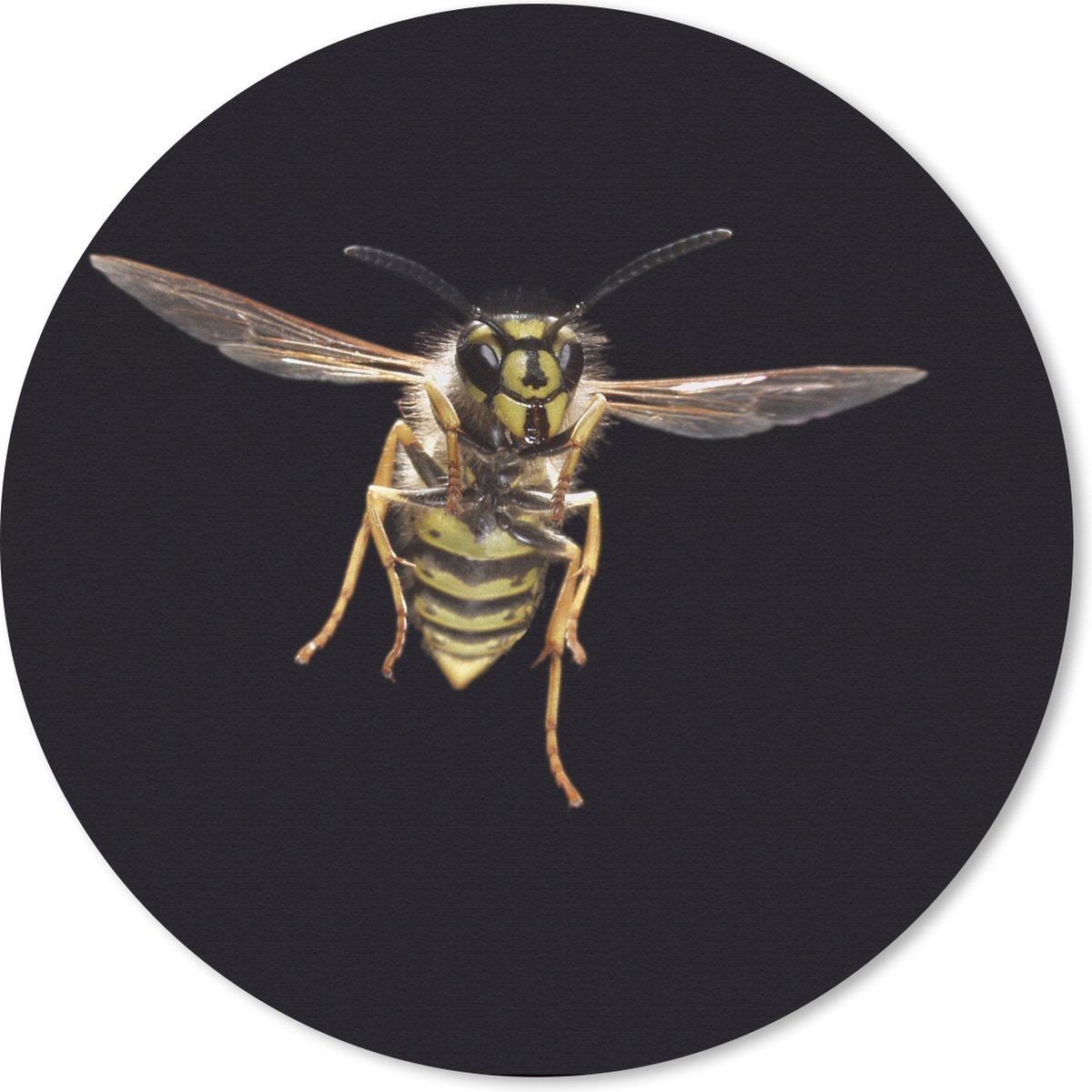 Muismat rond 30x30 cm - Mousepad Wesp - Insecten - Portret - Ronde muismatten