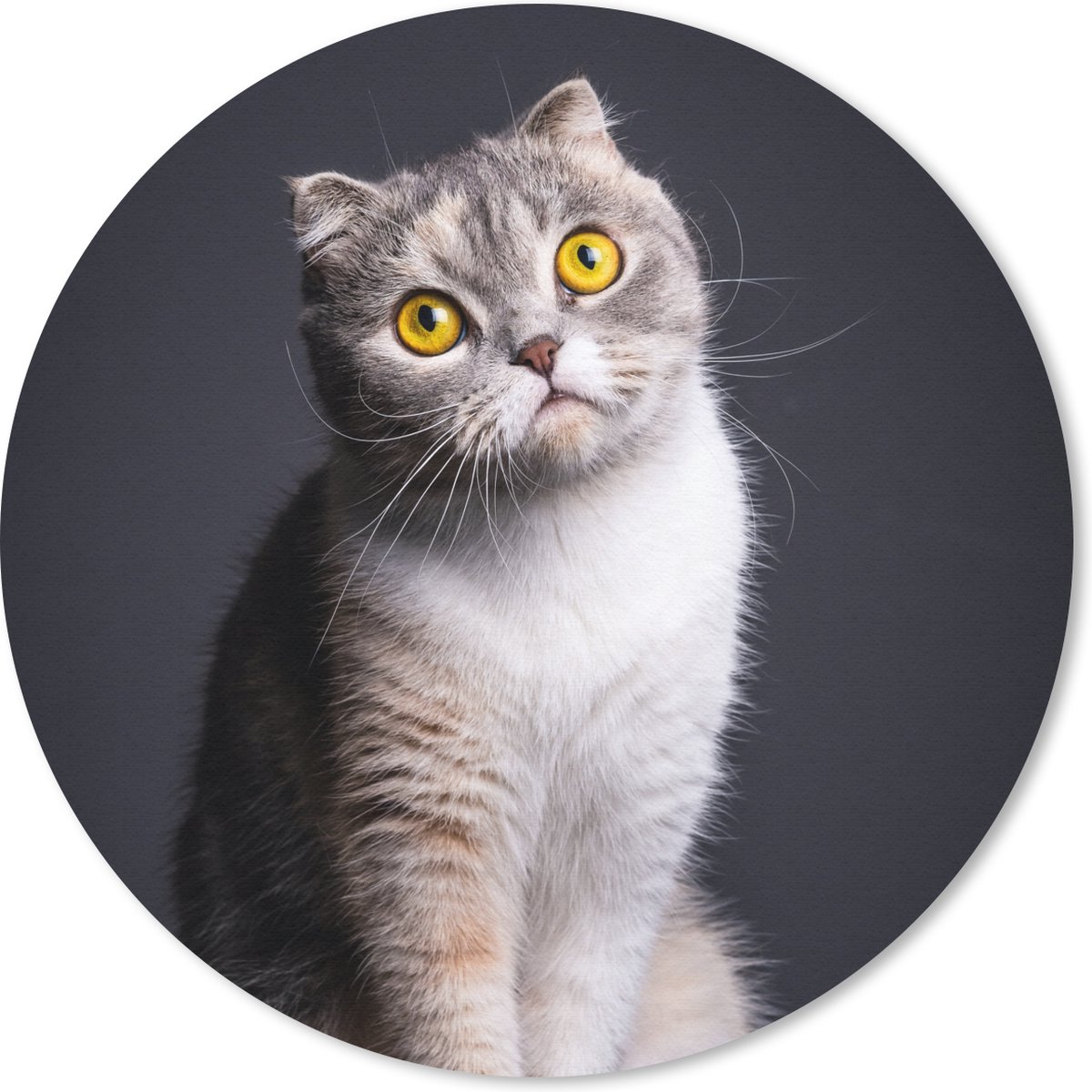 Muismat rond 50x50 cm - Mousepad Kat - Ogen - Licht - Ronde muismatten