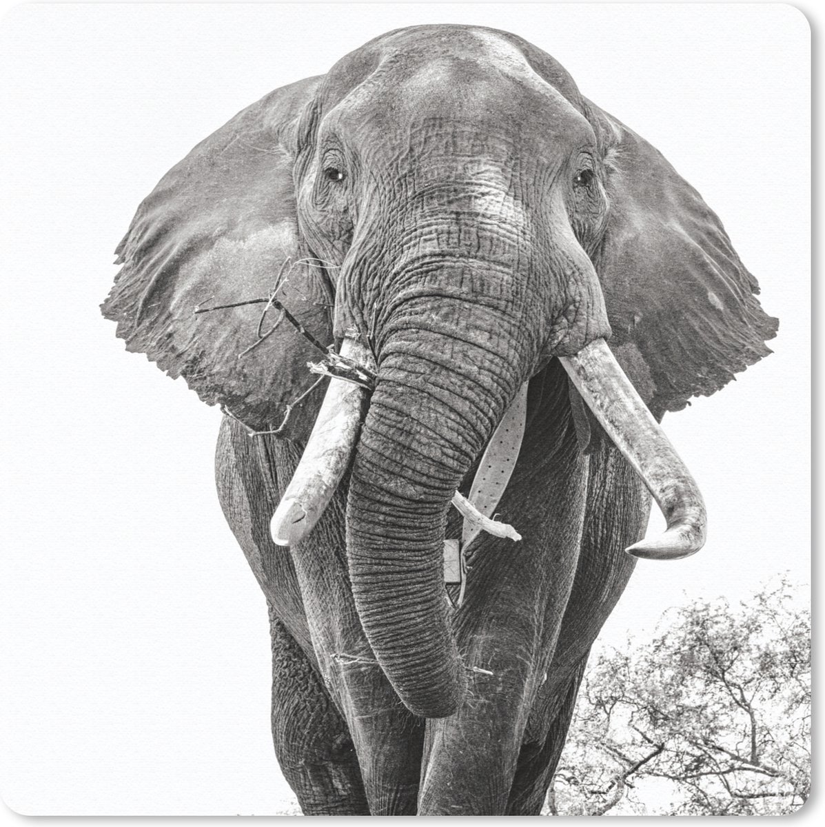 Muismat 20x20 cm - Mousepad Olifant - Portret - Dieren - Zwart wit - Muismatten