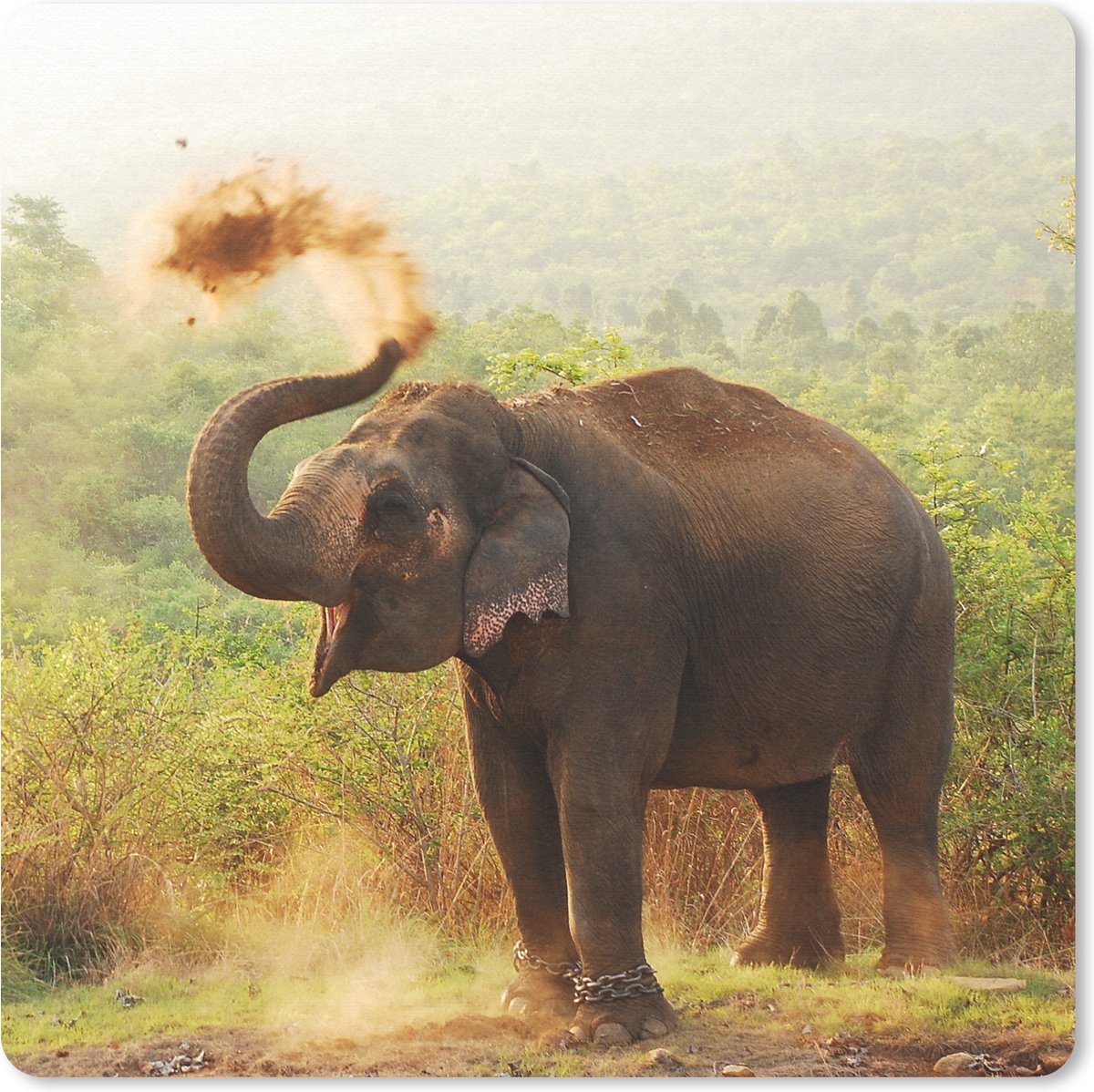 Muismat 30x30 cm - Mousepad Olifant - Dieren - Bos - Bomen - Muismatten